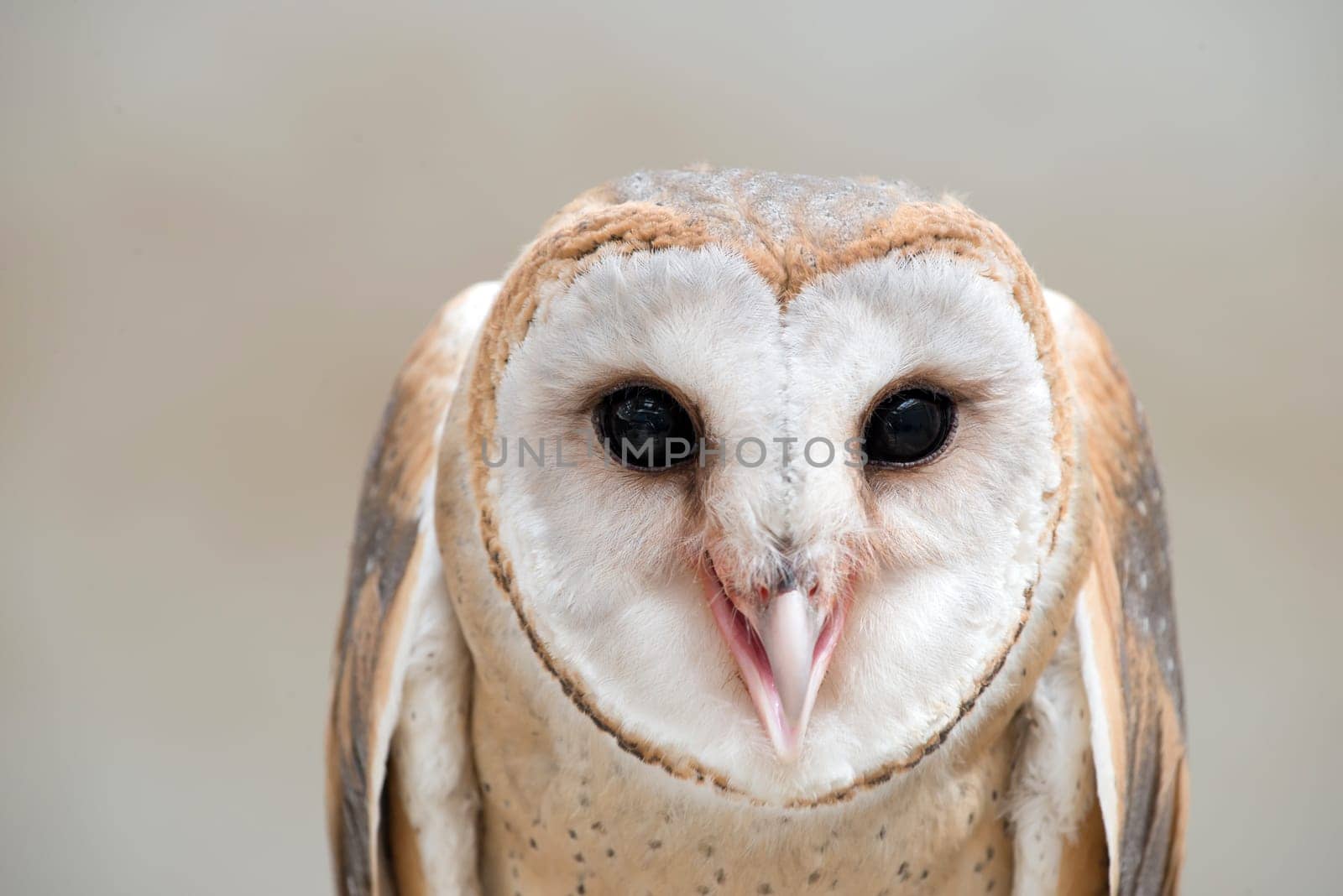 common barn owl ( Tyto albahead ) head close up