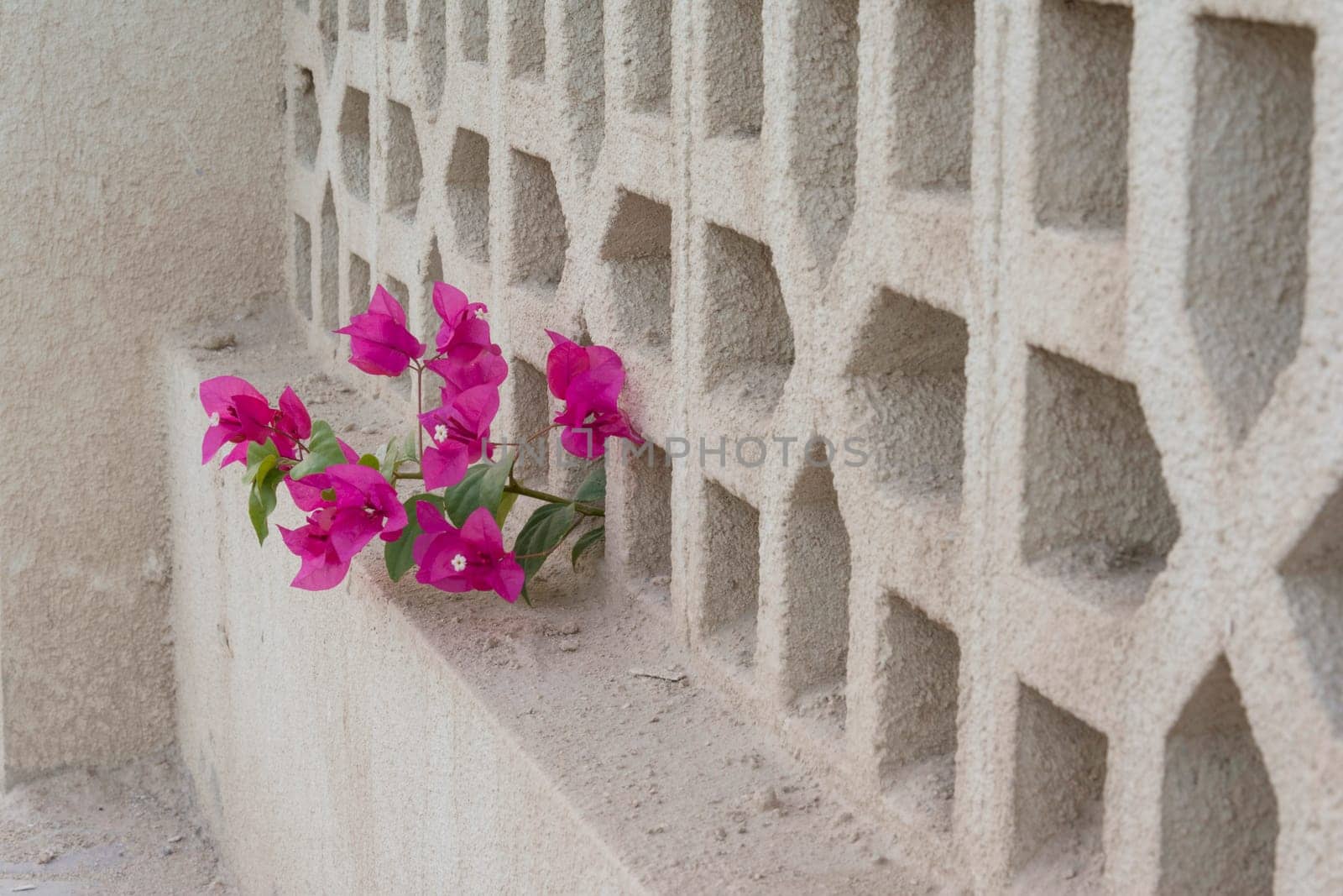 A flower Comes out From the Grid of  Residential Complex Fence