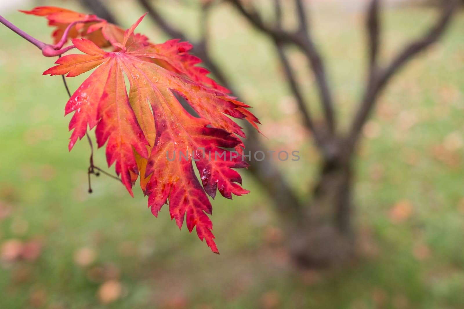 Red leaf of a maple tree (Acer palmatum) in autumn