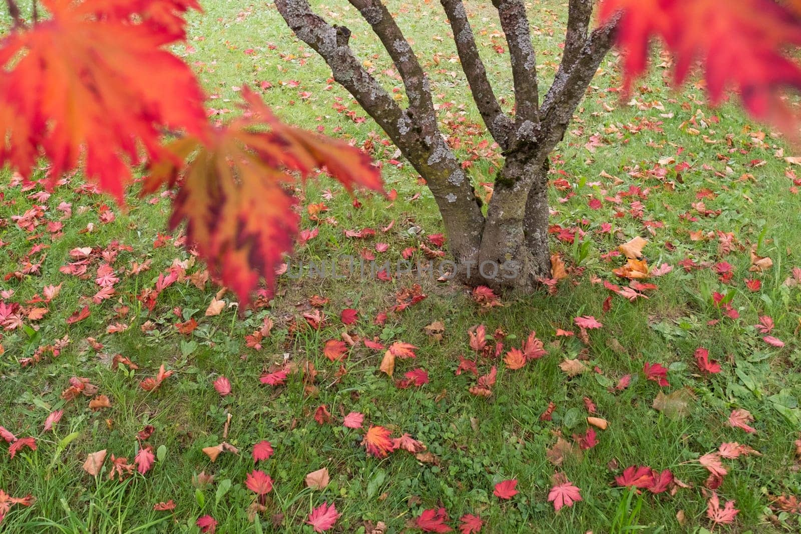 Maple tree with red foliage in autumn