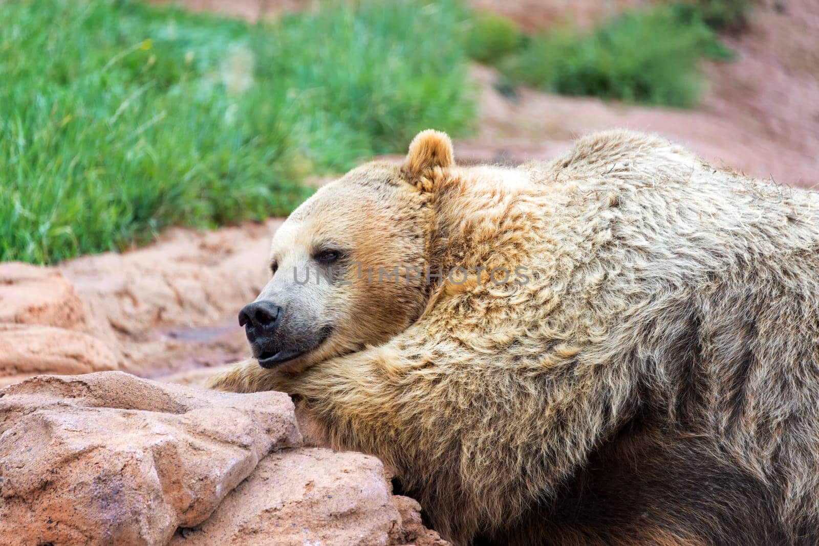 Closeup view of a grizzly bear lying down