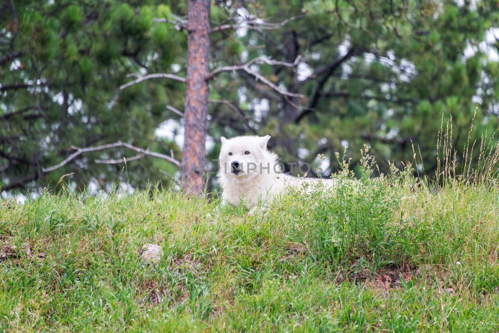White arctic wolf relaxing on a hill