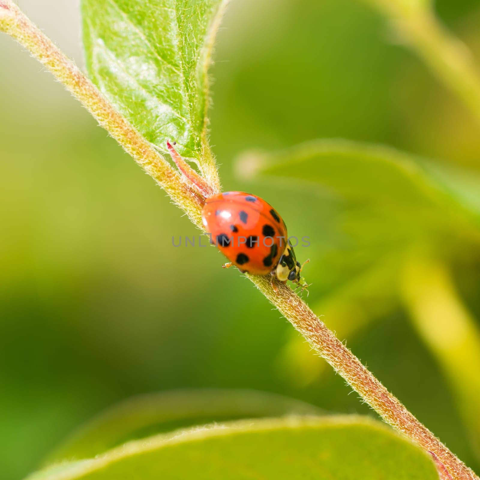 Macro of a lady bug eating an aphid on the stem of a plant.