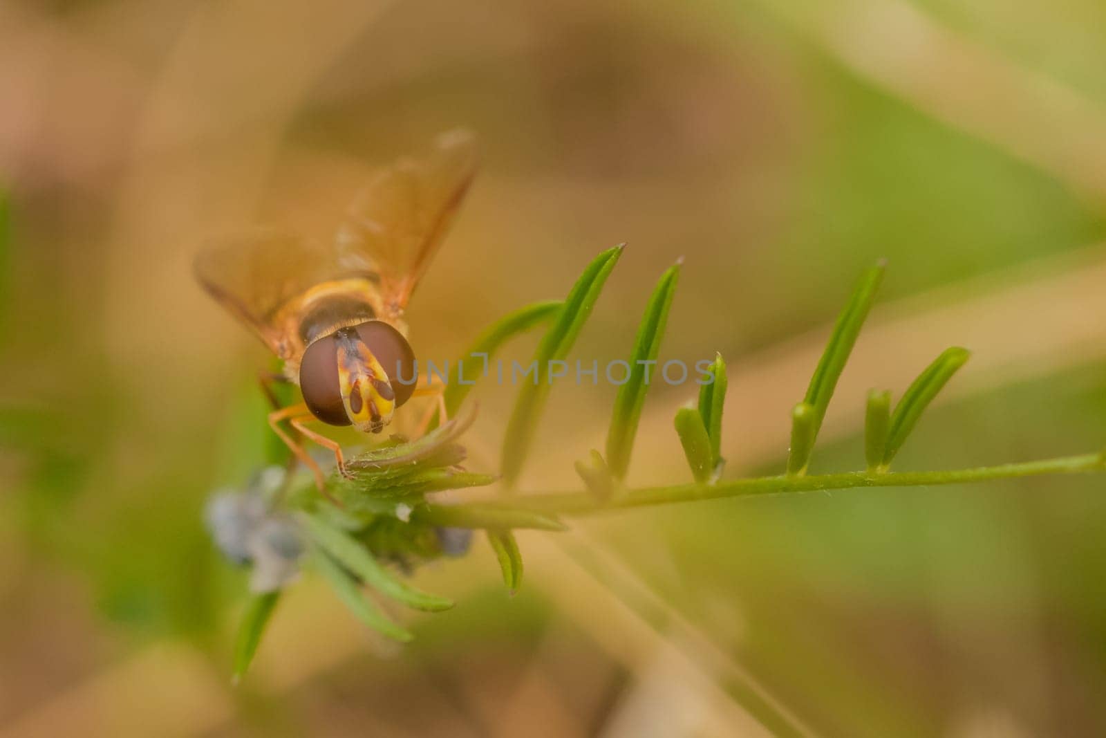 Close up of the face of a hoverfly that is resting on the stem of a plant.