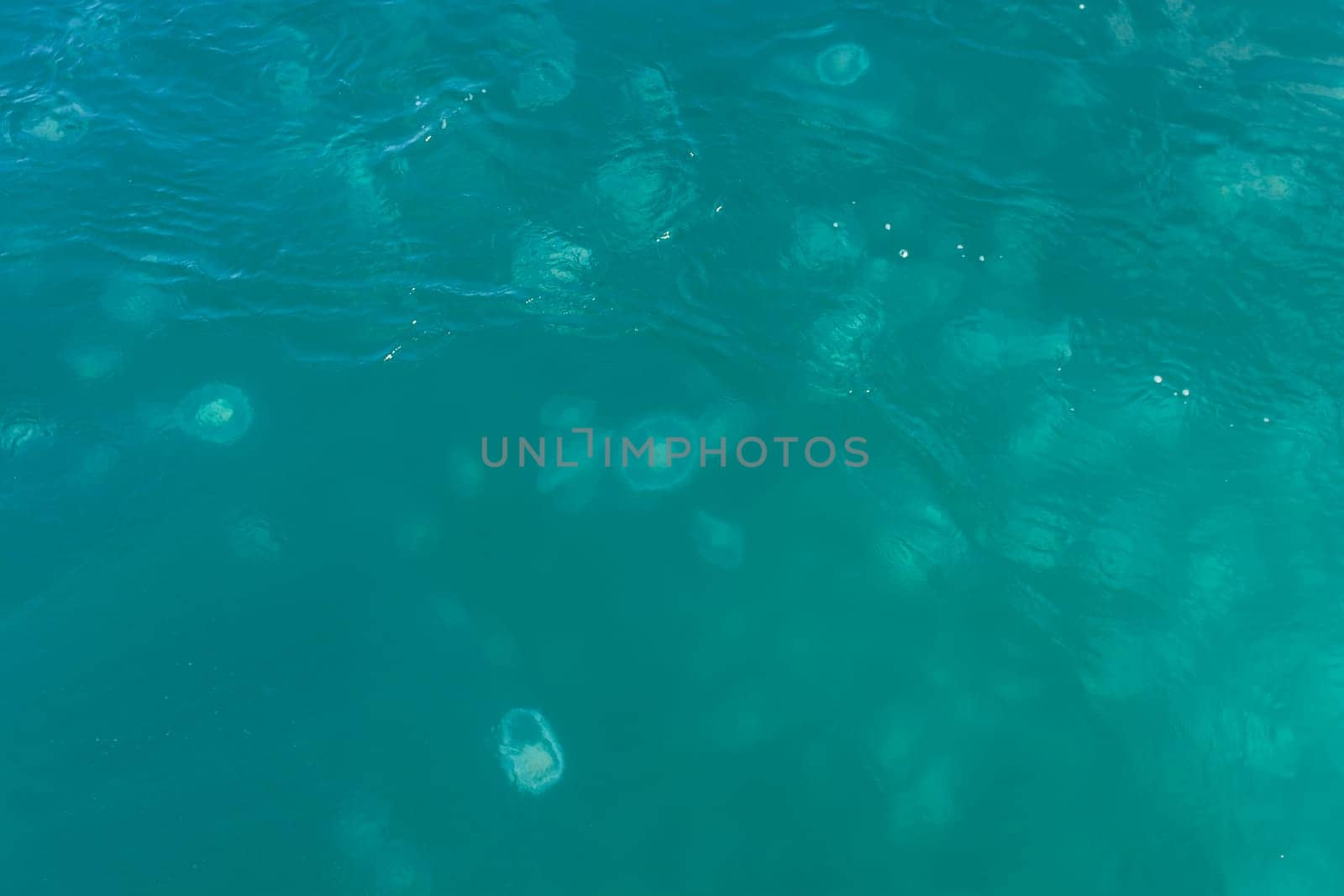Moon Jellyfish Swarming on the Surface in Kenai Fjords National Park in Alaska
