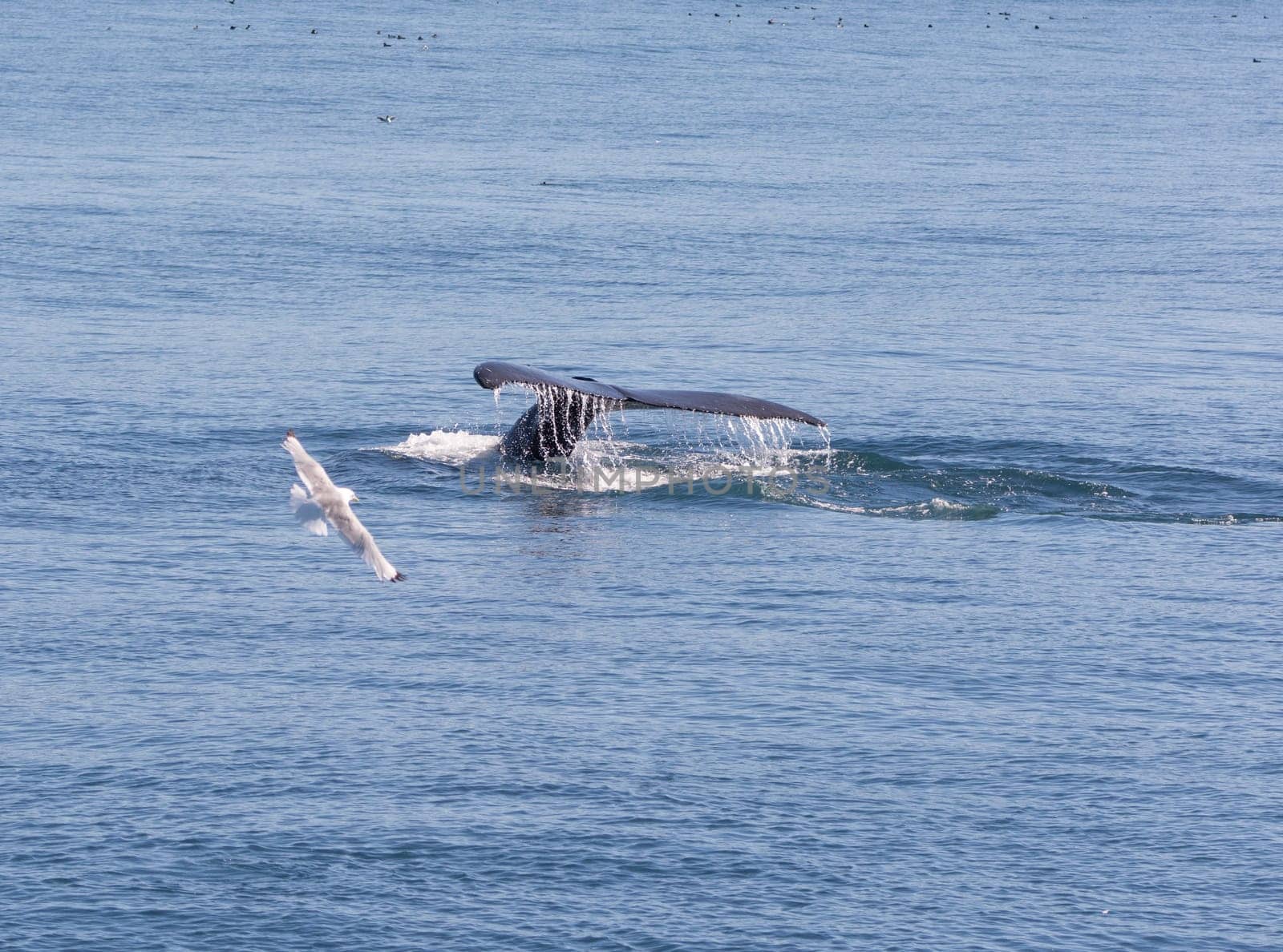 Humpback Whale Flukes Heading Down in Kenai Fjords National Park