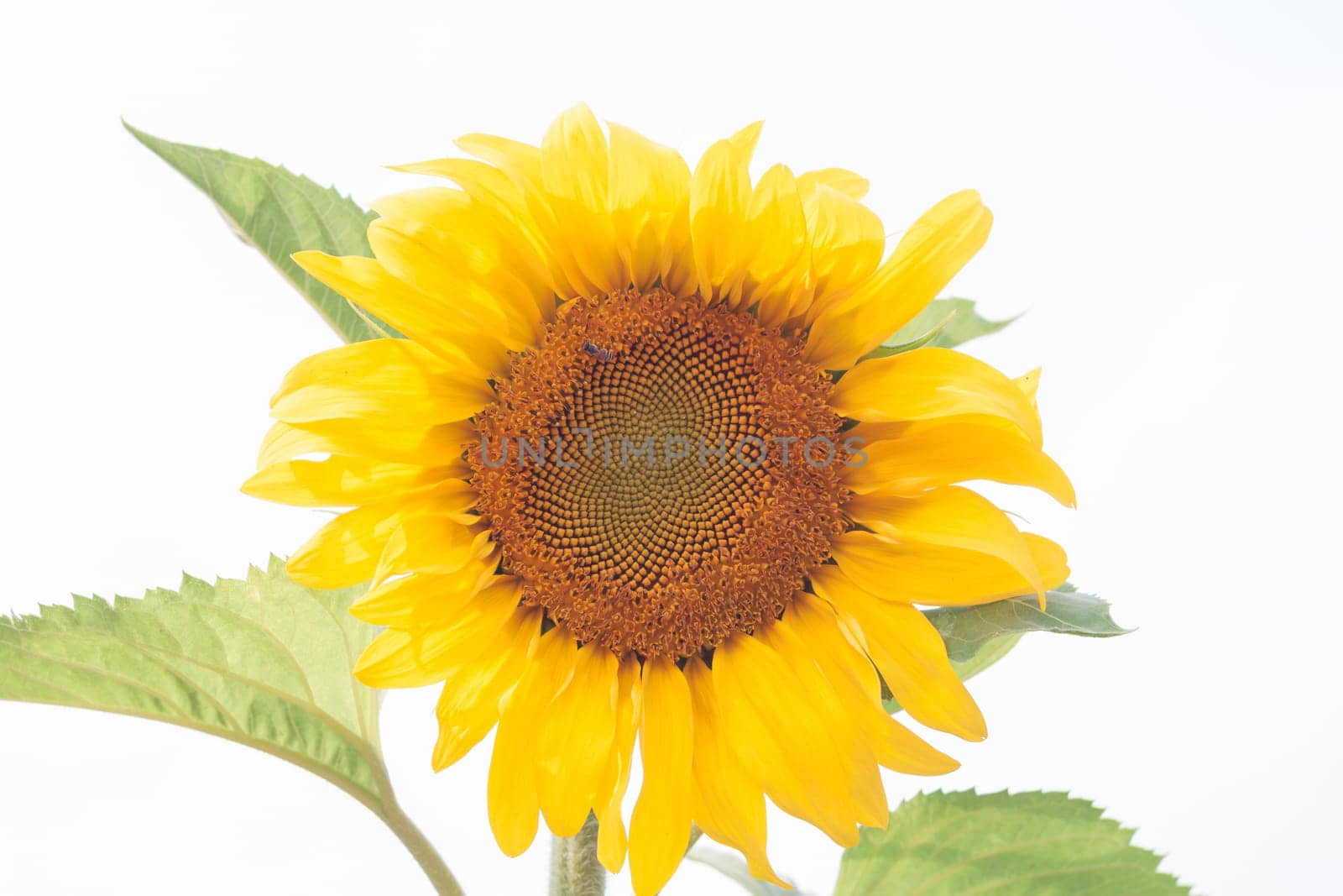 Beautiful sunflower with natural background, stock photo