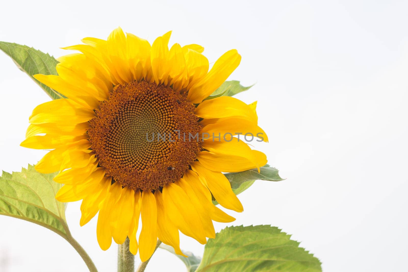 Beautiful sunflower with natural background, stock photo