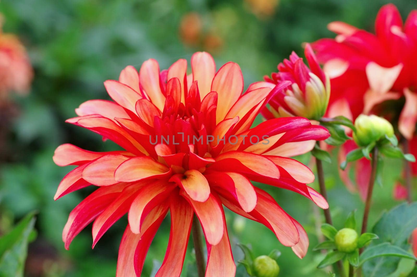 Dahlie im Sommer,G. A. Deco - Dahlia in summer,is called G. A. Deco