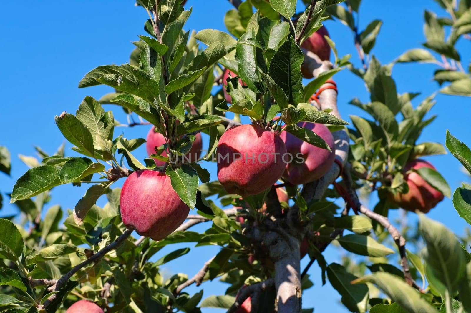 red apples on the tree - red apples on tree