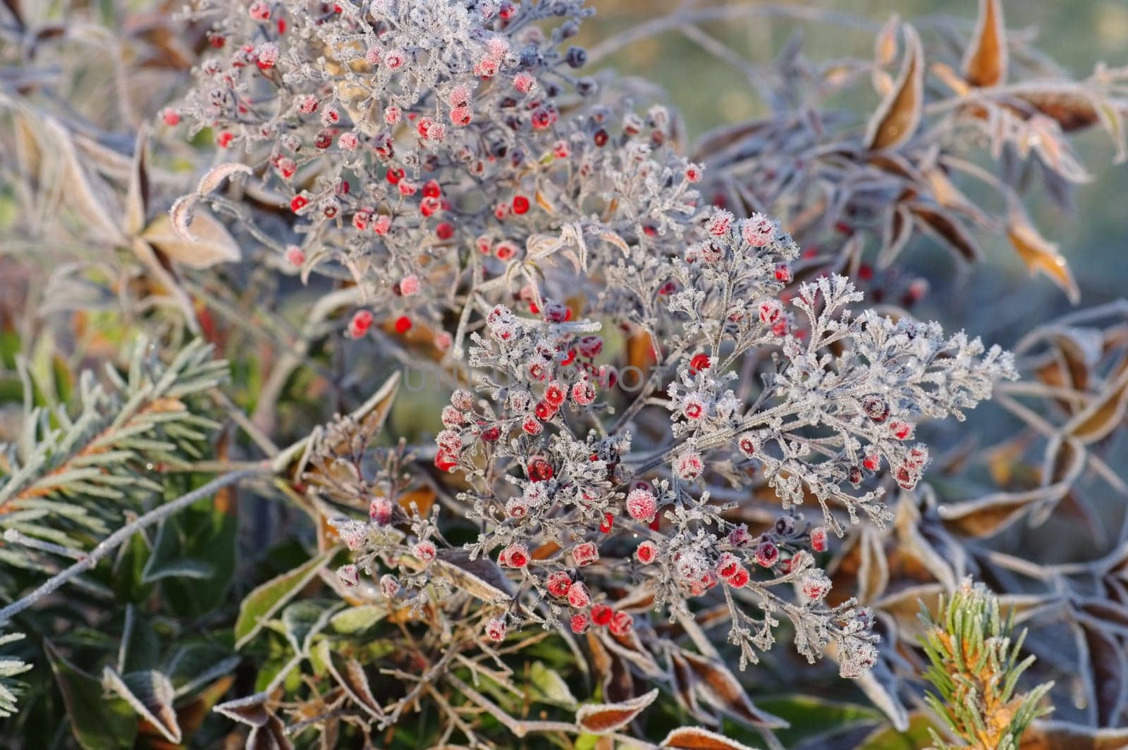 Holy bamboo in winter with roughage - heavenly bamboo in winter with hoarfrost