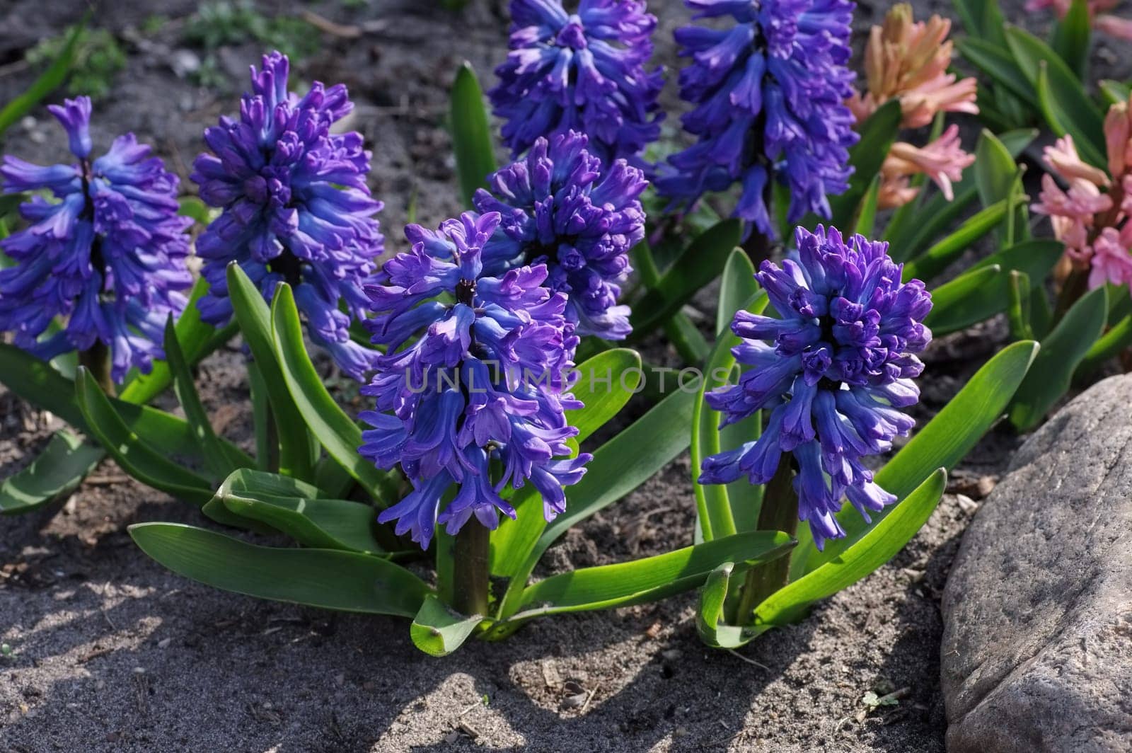 Hyacinth flower in early spring