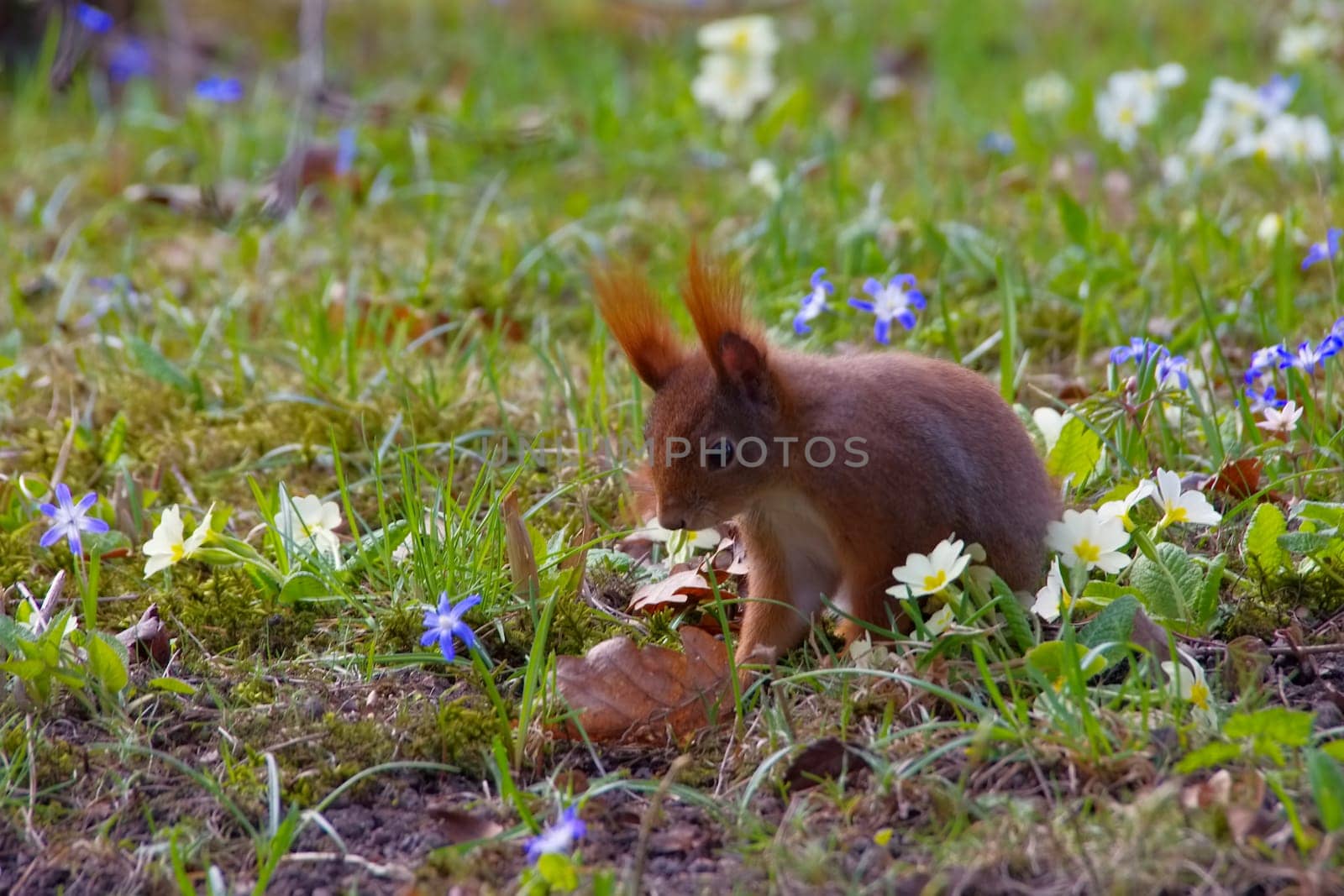 Eichhoernchen in the park in spring - Red squirrel in a park in spring