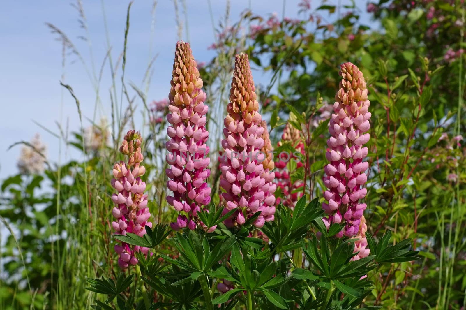 Lupine in pink color - lupin flower in pink,spring garden