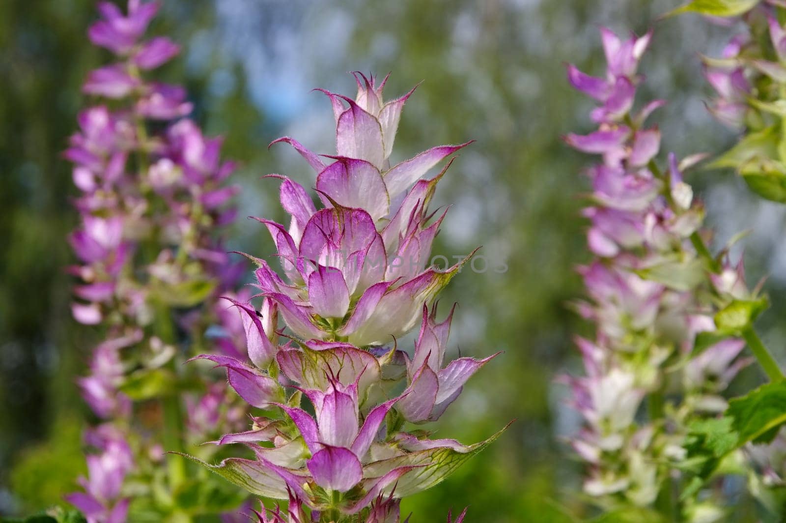 Muscat sage in the garden - clary sage plant in garden in summer