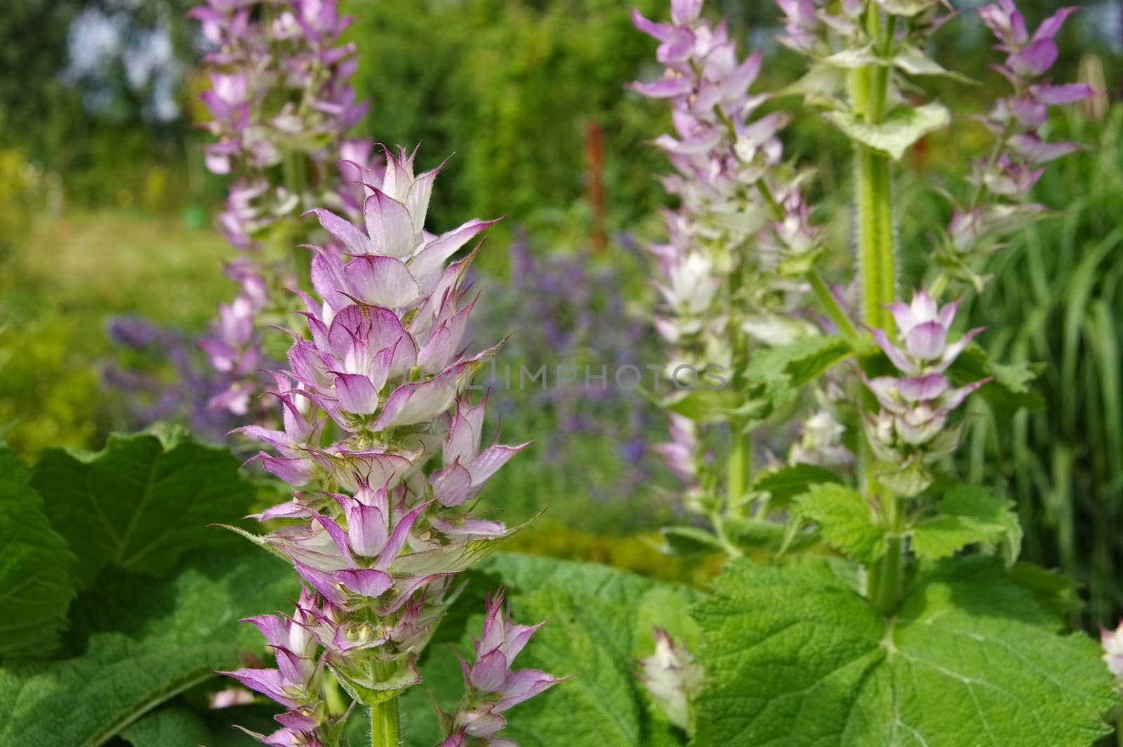 Muscat sage in the garden - clary sage plant in garden in summer