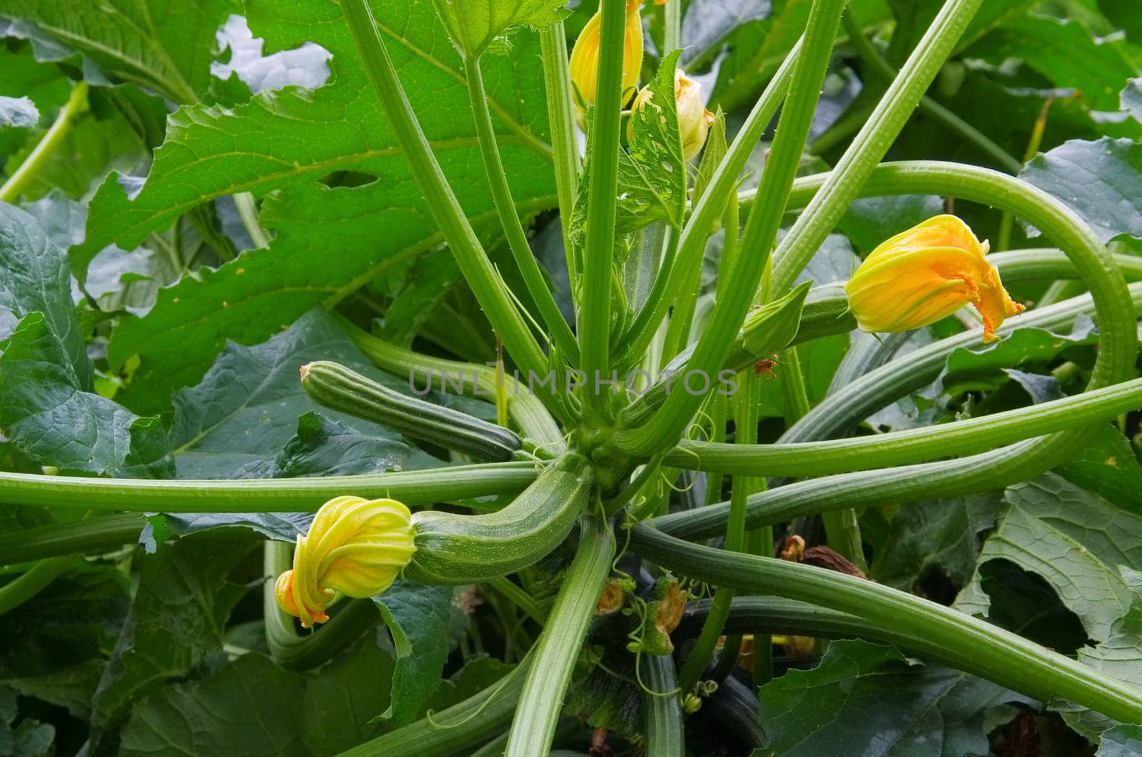 Zucchini plant in the garden - courgette plant and vegetable in garden