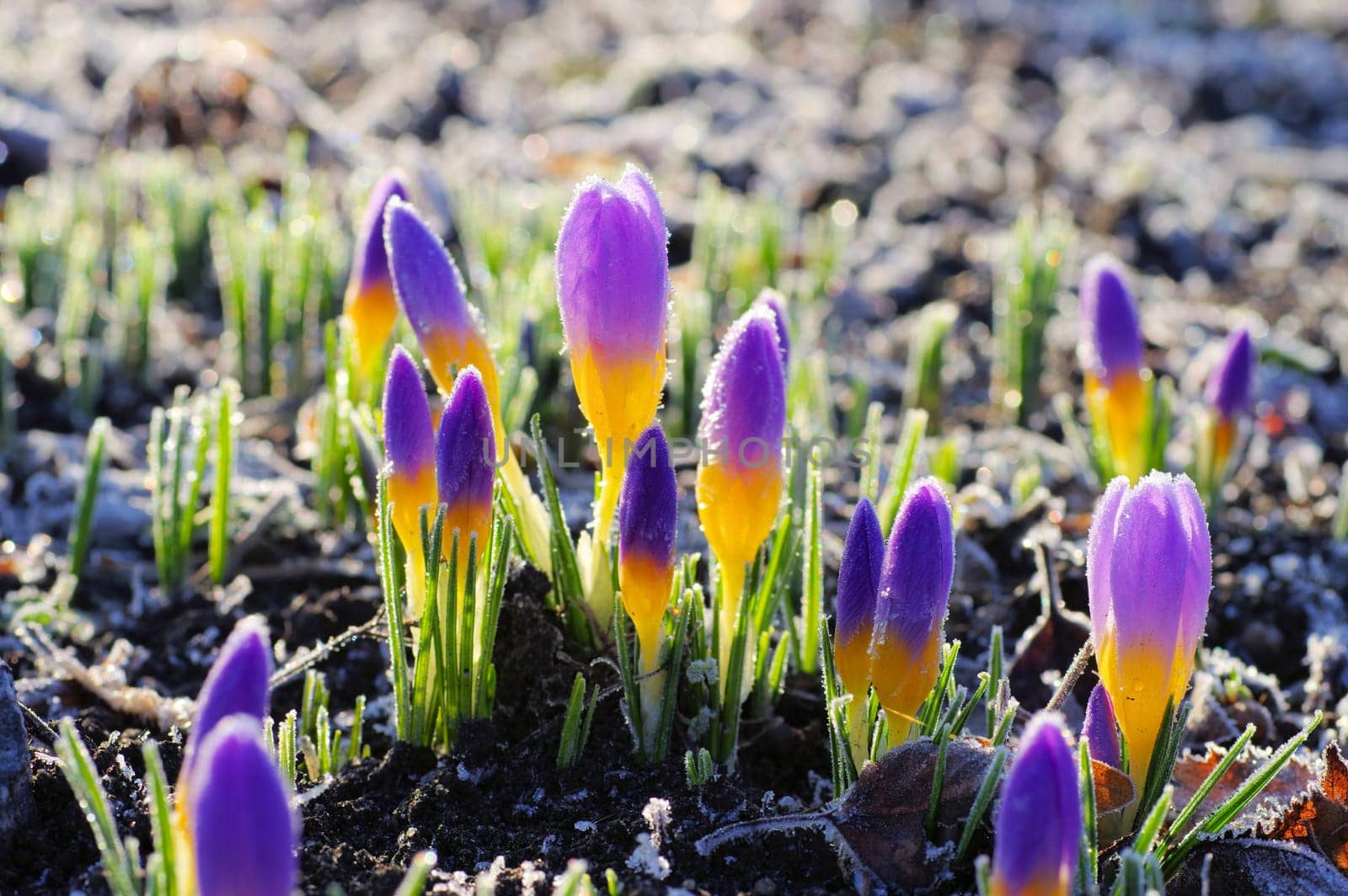 Crocus sieberi firefly in spring - Crocus sieberi Firefly in spring