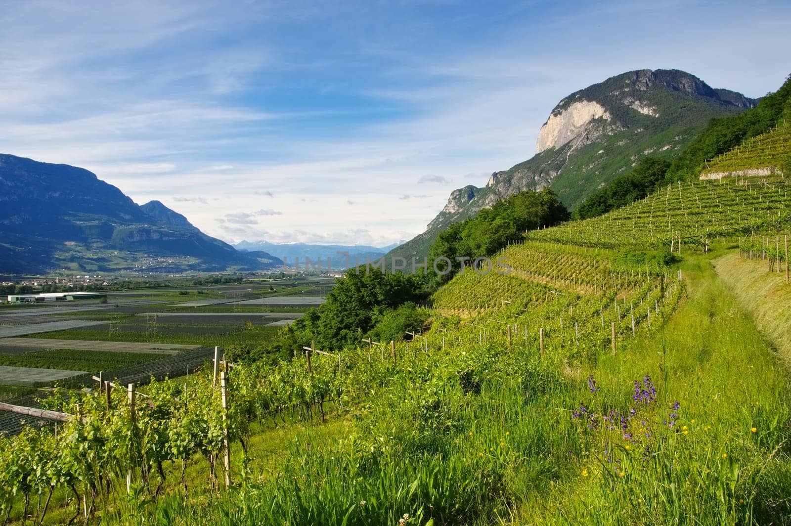 Trentino countryside in Italy - typical Trentino landscape in Italy