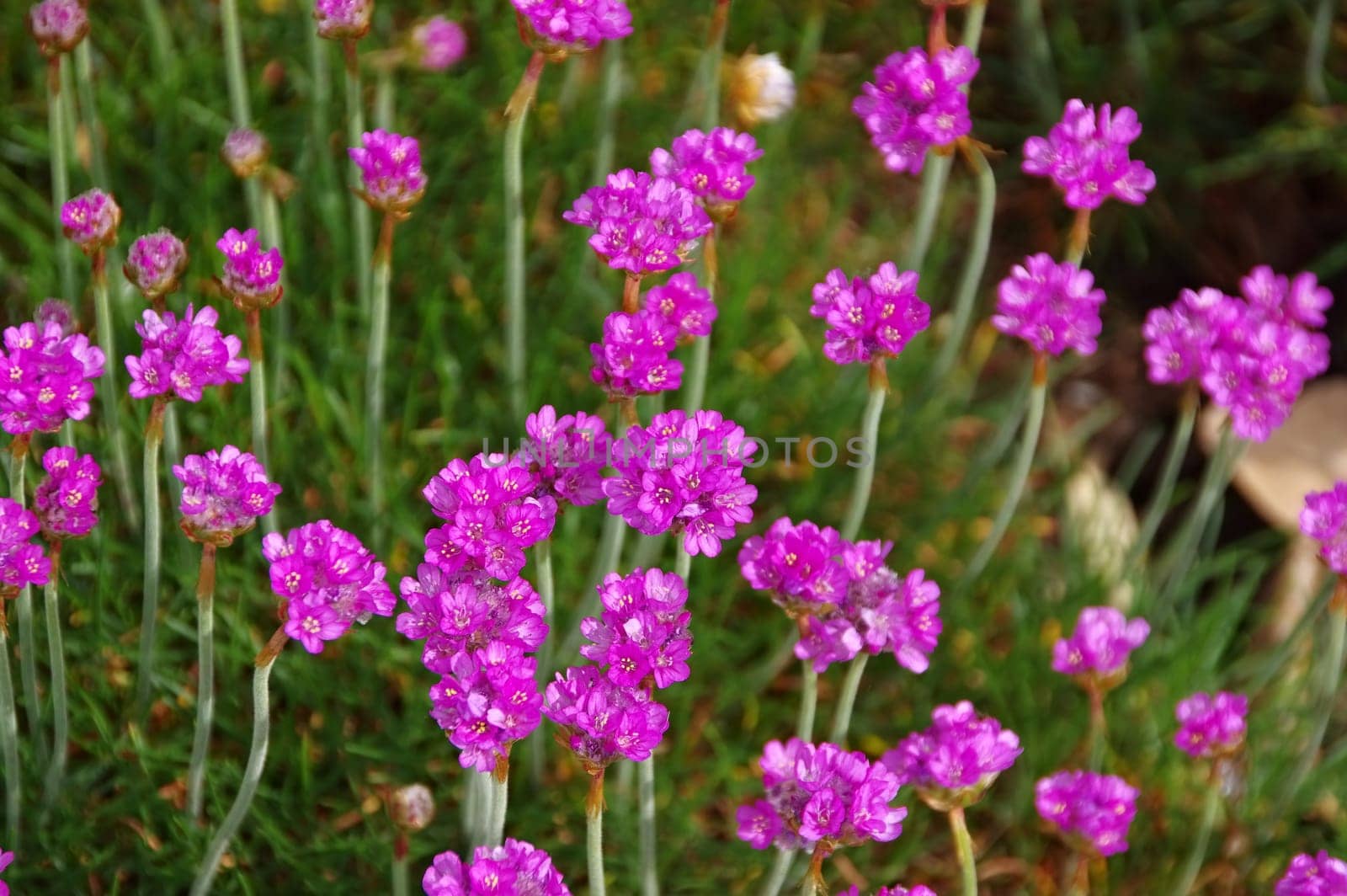 Beach grass cloves in spring - many Armeria maritima wildflowers in spring
