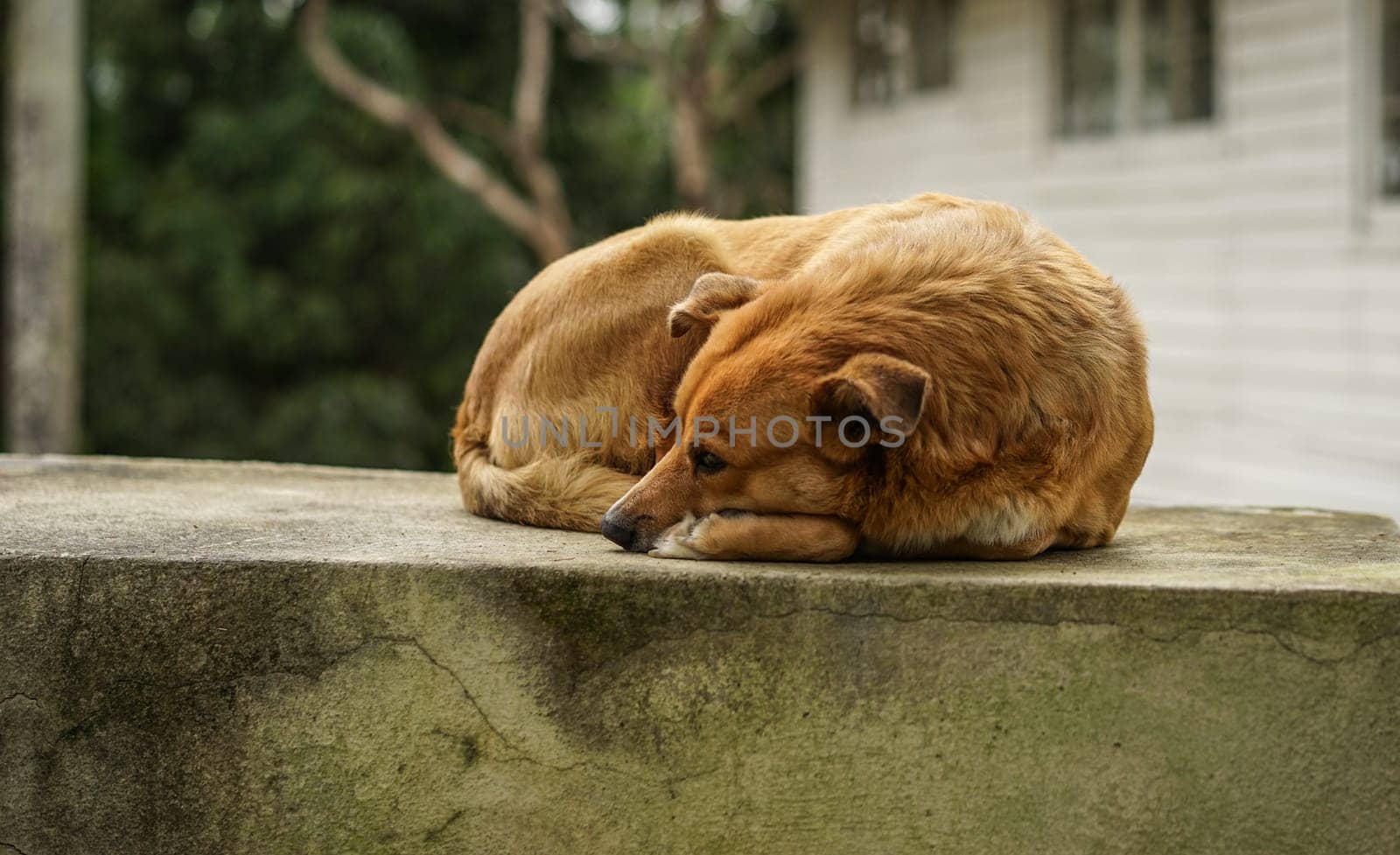 Brown Dog lying on a wall in the Garden in front of a white House