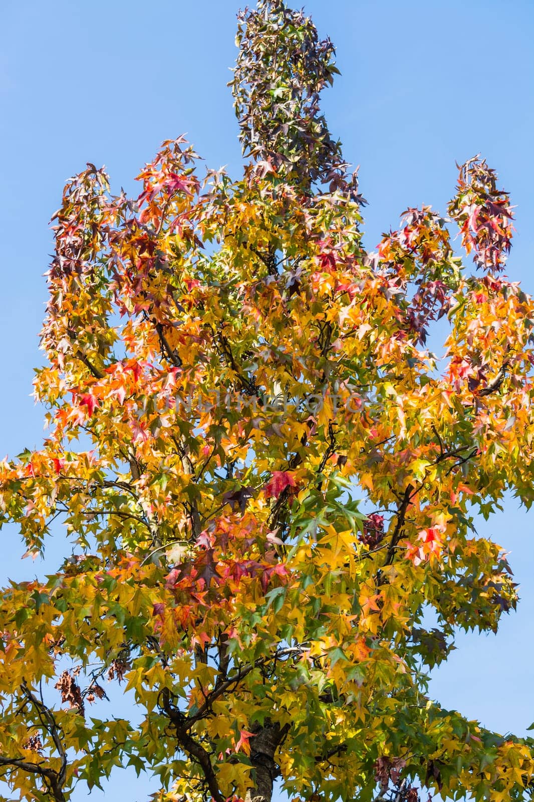 Autumn tree in November in sunny weather.
