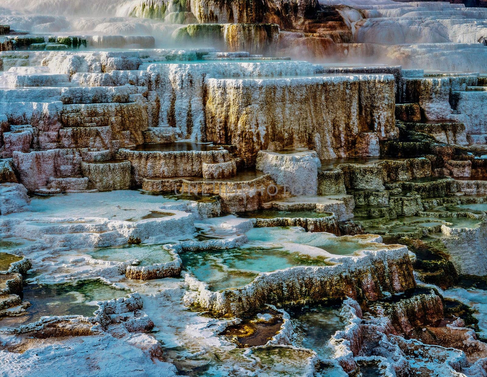 Minerva Terrace in Yellowstone National Park