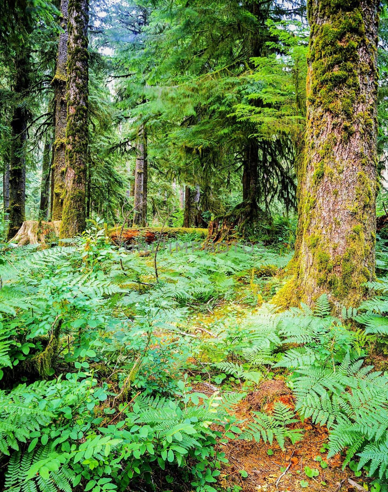 Forest in Olympic National Park
