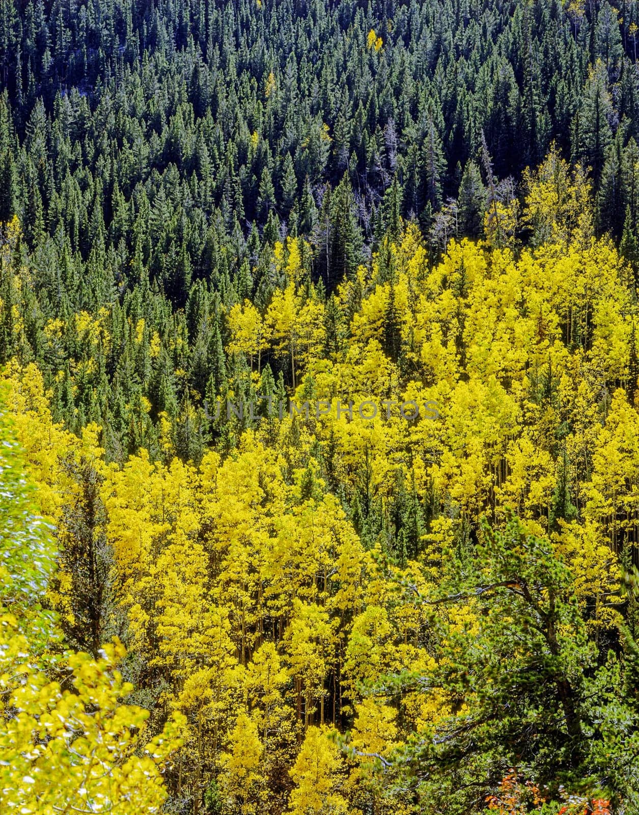 Autumn  forest in Colorado Rockies