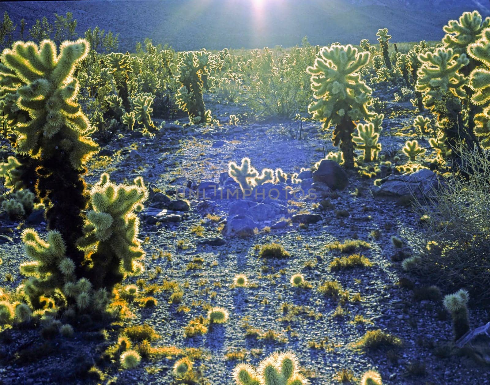 Cholla Cactus, California