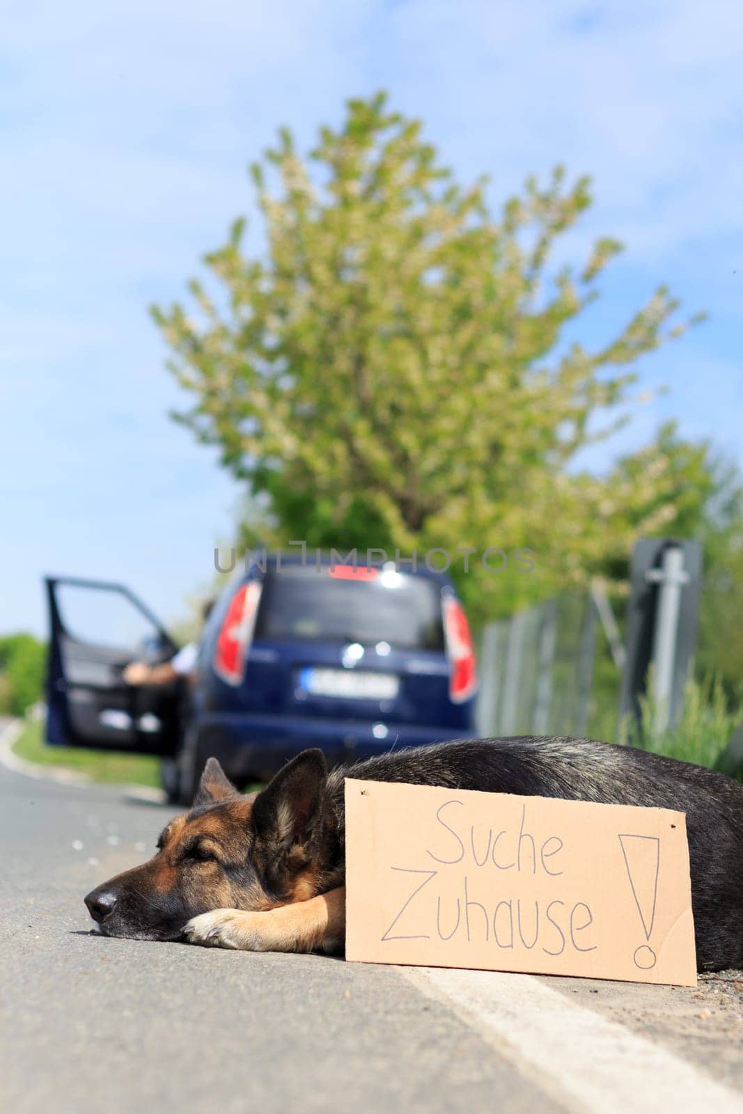 out-of-date dog