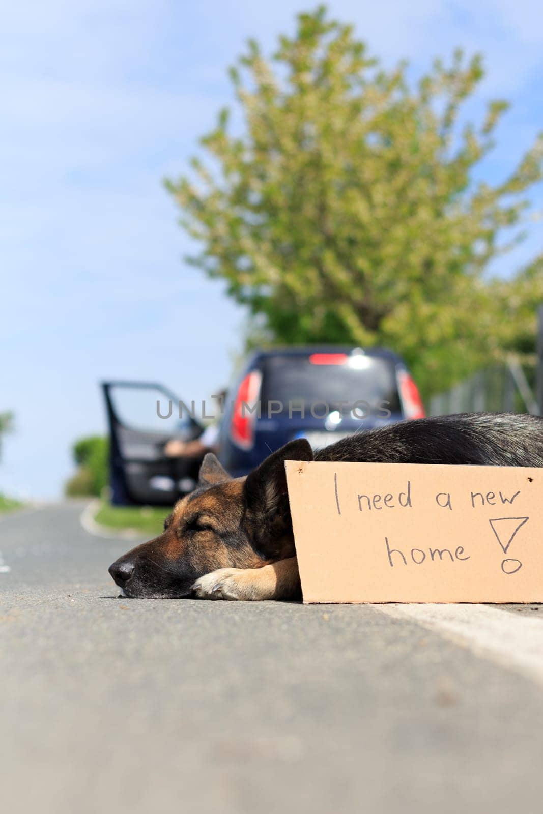 out-of-date dog