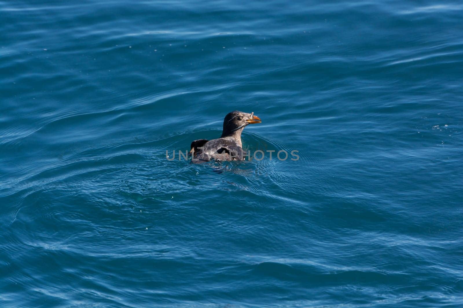 Rhinoceros auklet in the Ocean in Kenai Fjords National Park in Alaska