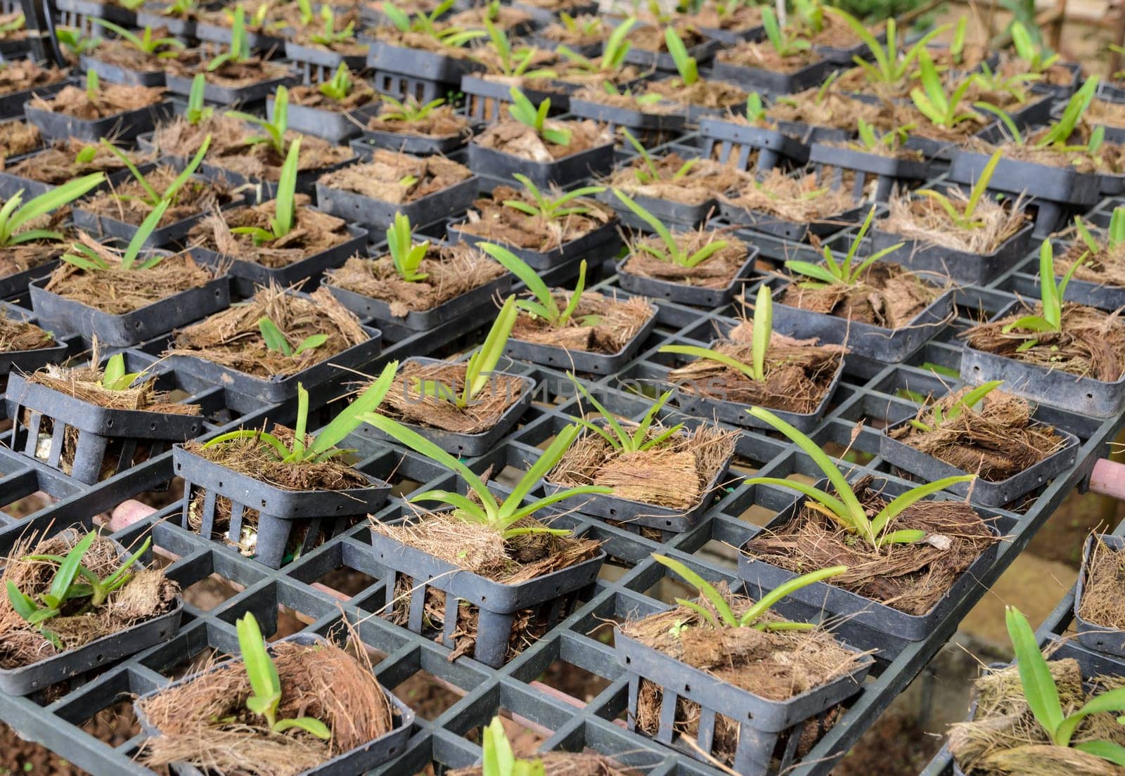 Dendrobium Orchid seedlings plant in a nursery