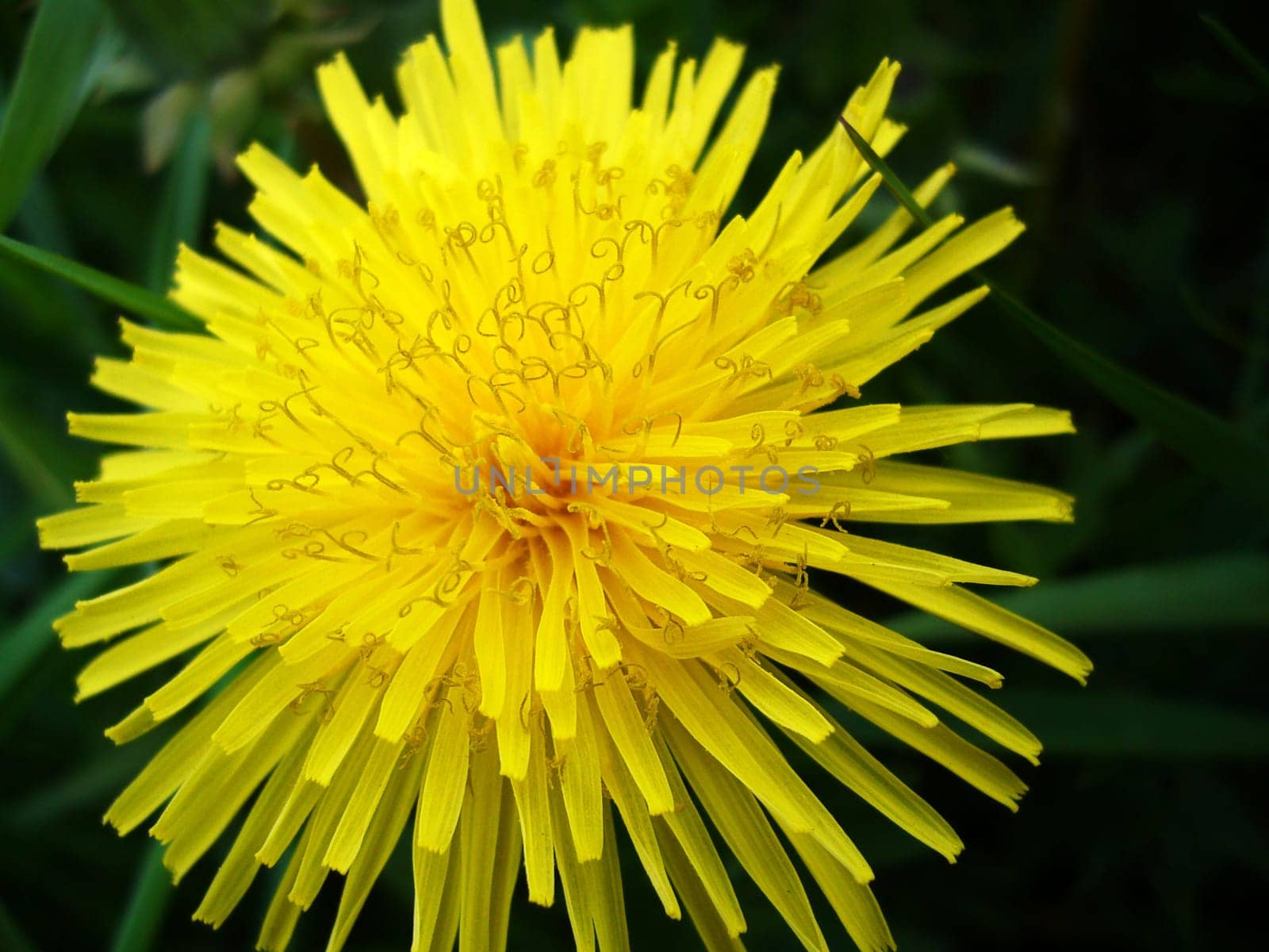 Floret