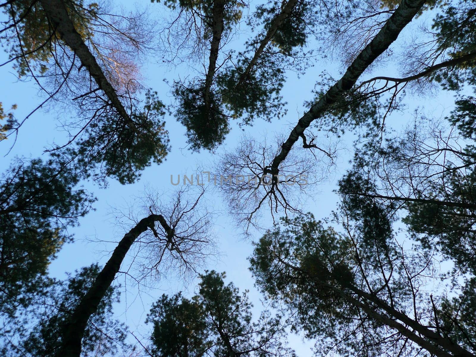 Treetops