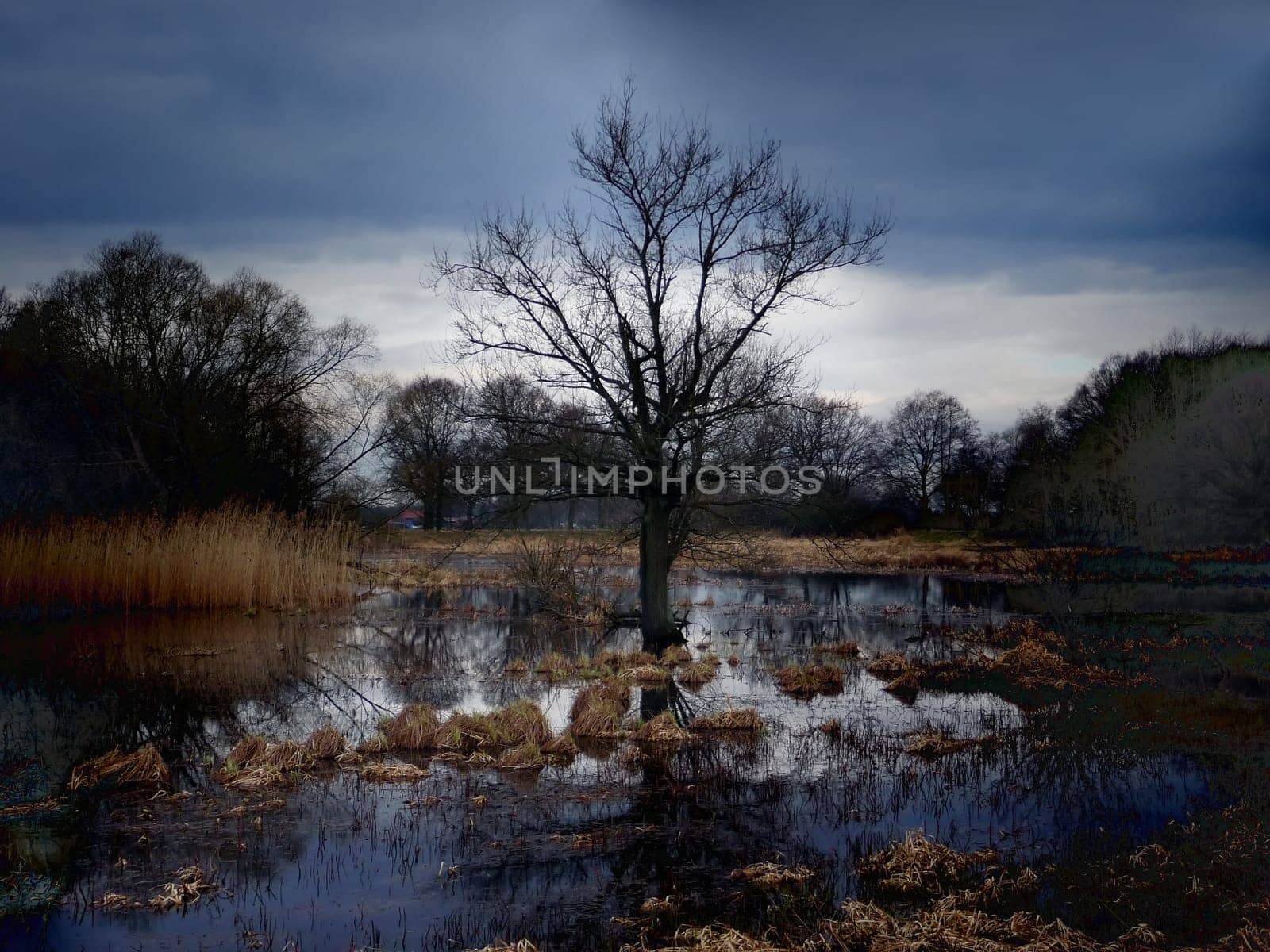 Tree on the Elbe