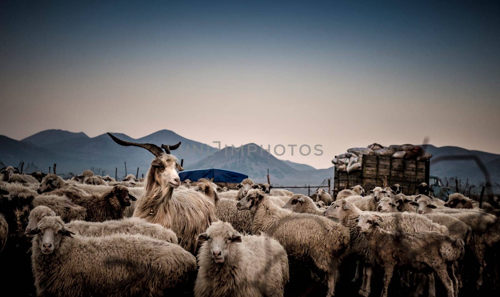 Beautiful image of a herd of sheep in the mountains