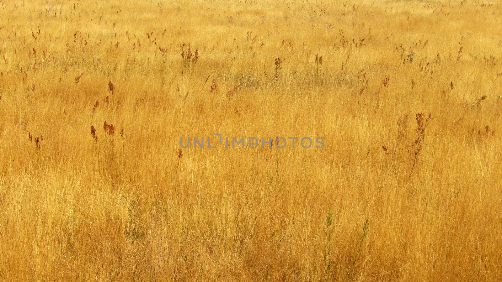 Autumn Meadow