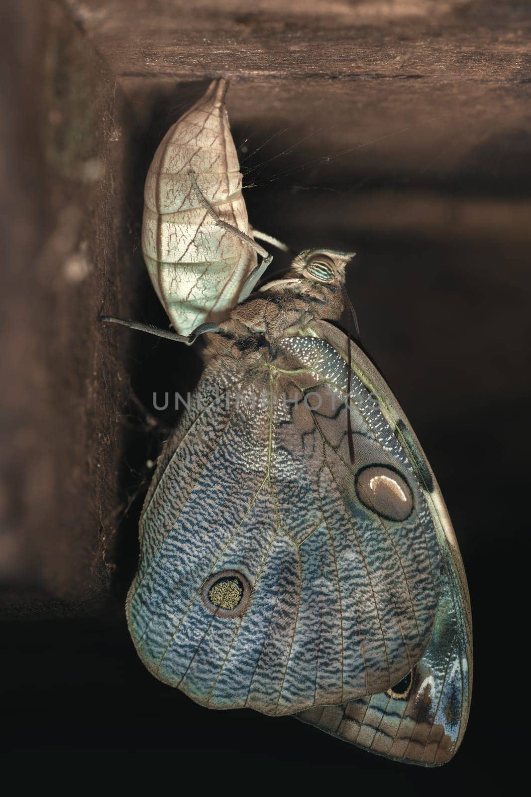 Owl Butterfly out of the cocoon. Caligo Beltrao (Owl Butterfly) is a butterfly of the Nymphalidae family. The species can be found in Brazil.