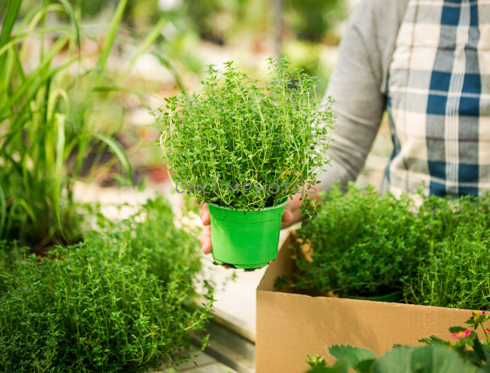 Beautiful mature woman working in a greenhouse holding flowers on her hands