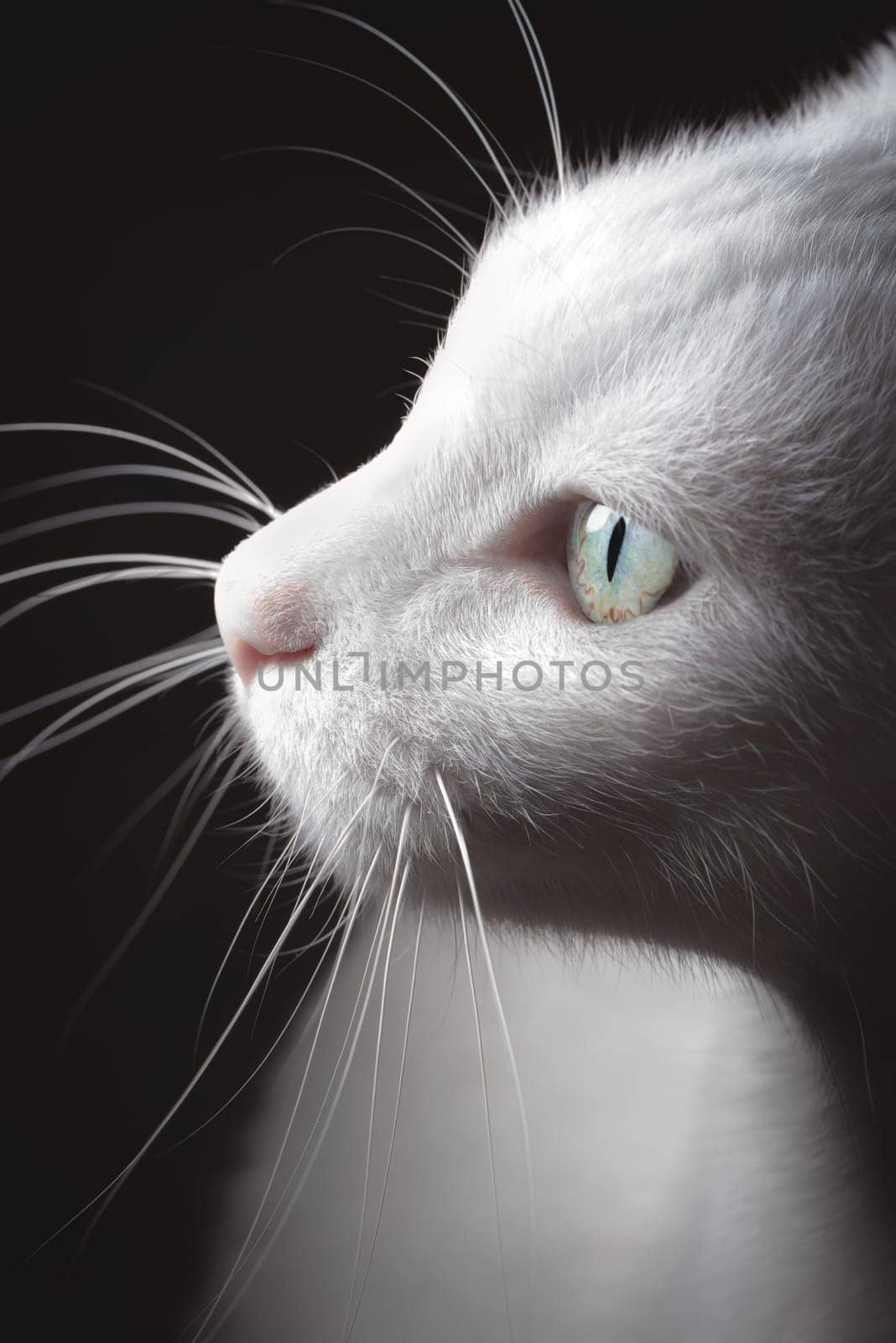 Pure white Turkish Van cat looking to my speedlight.
