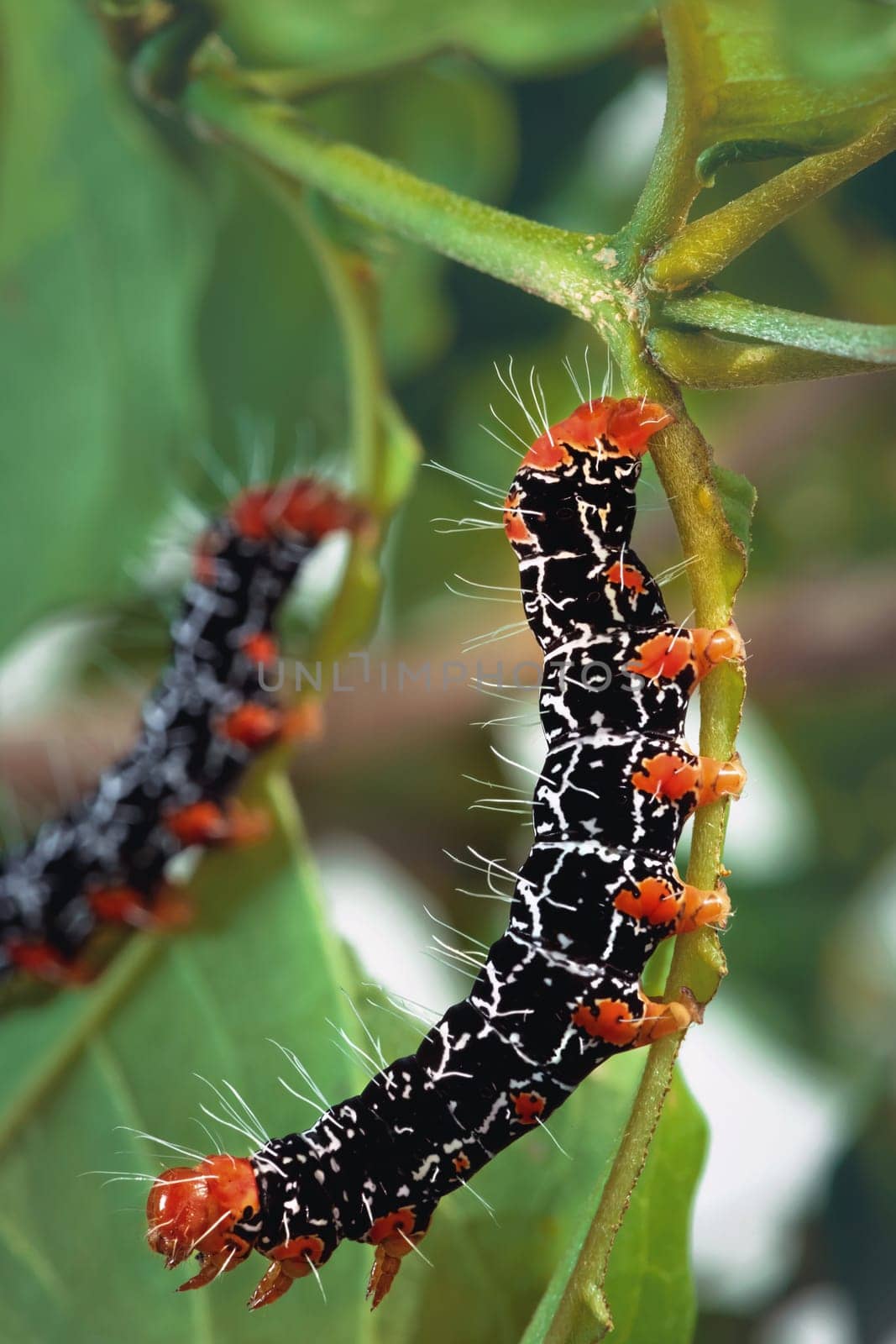 Isognathus Caricae is a moth of the Sphingidae family. It is known from Costa Rica, French Guiana, Bolivia, Argentina and Brazil.