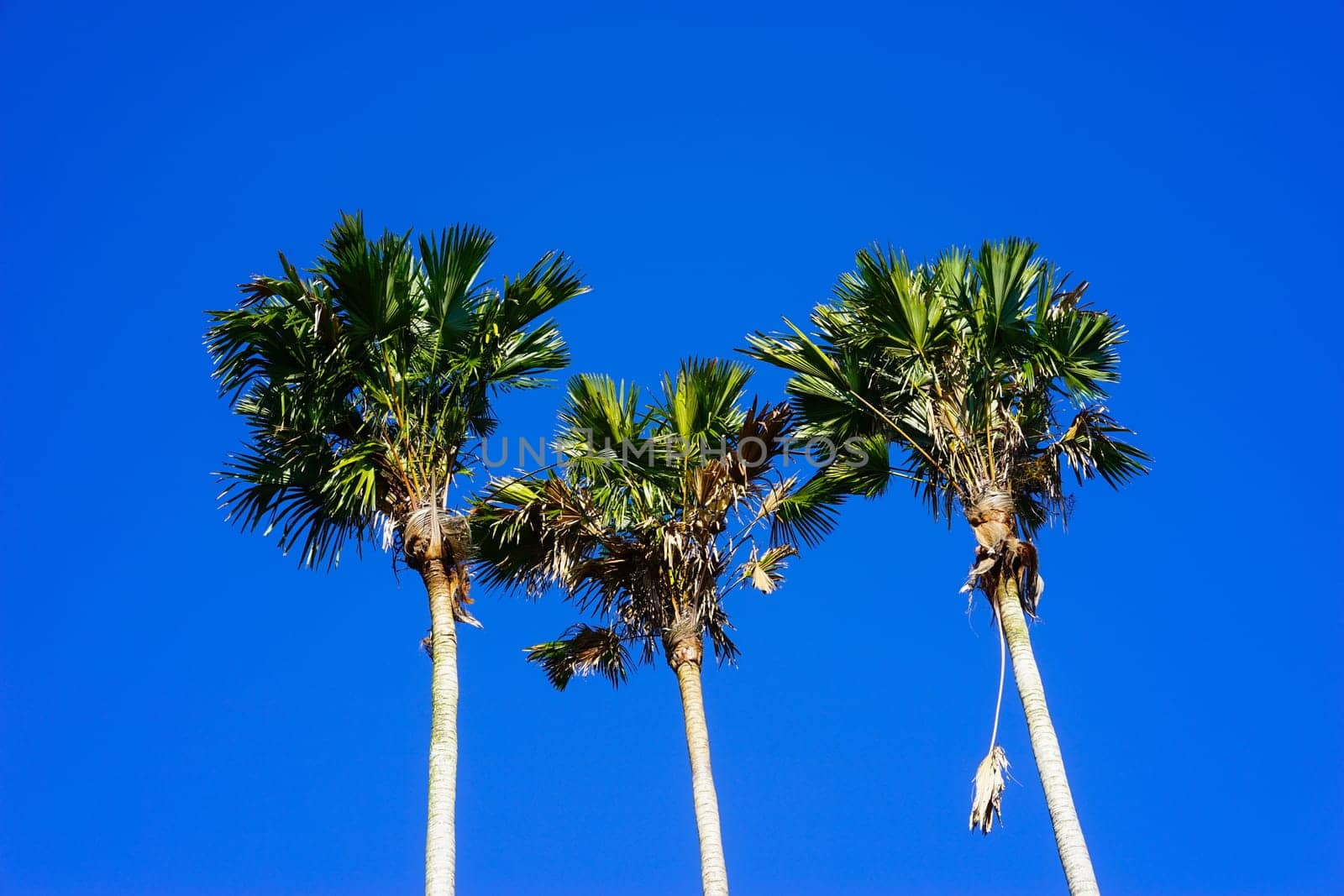 Three palm peaks stretching up against the clear blue sky