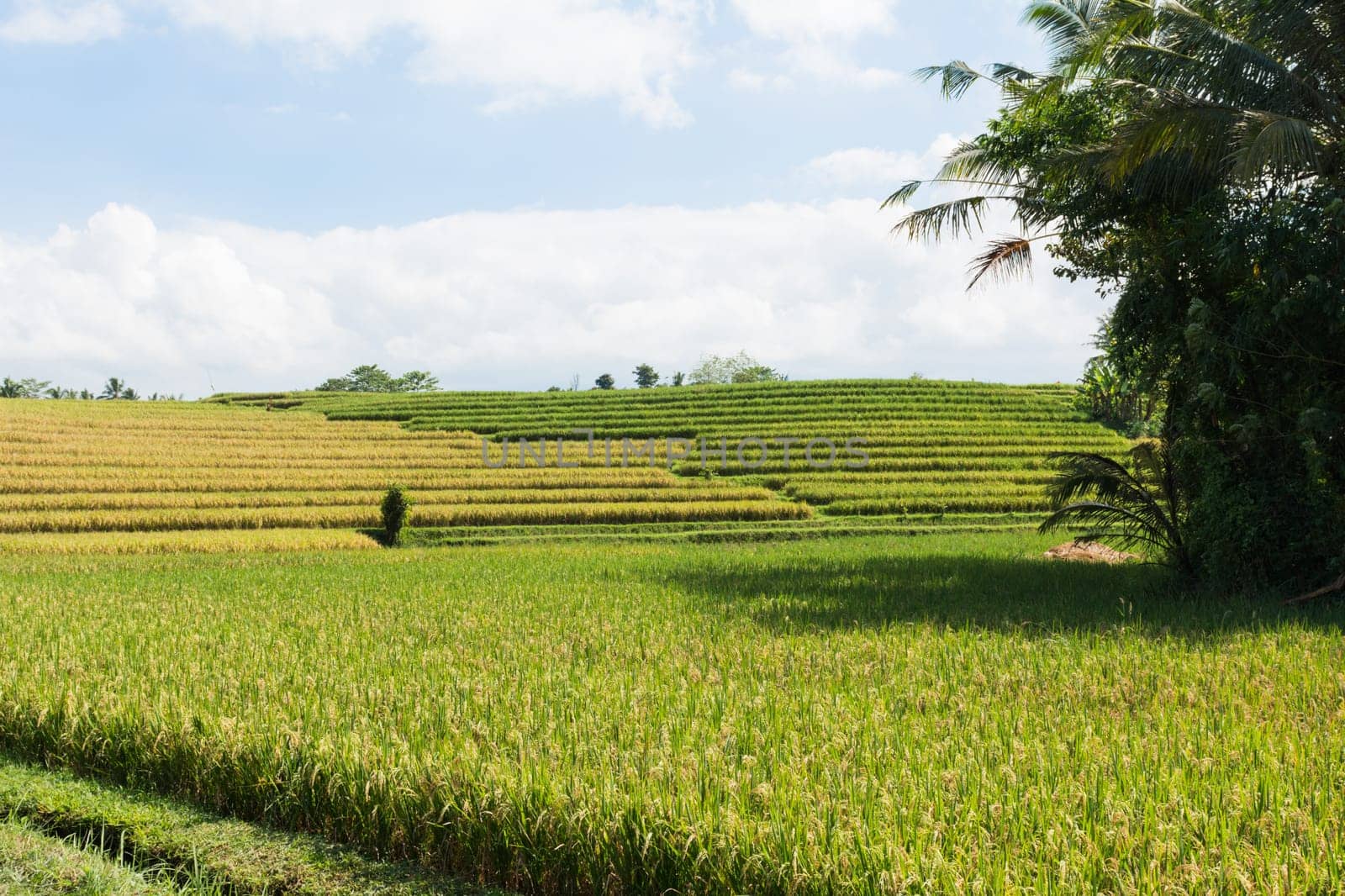 Landscape view of Balinese fields where rice is grown.