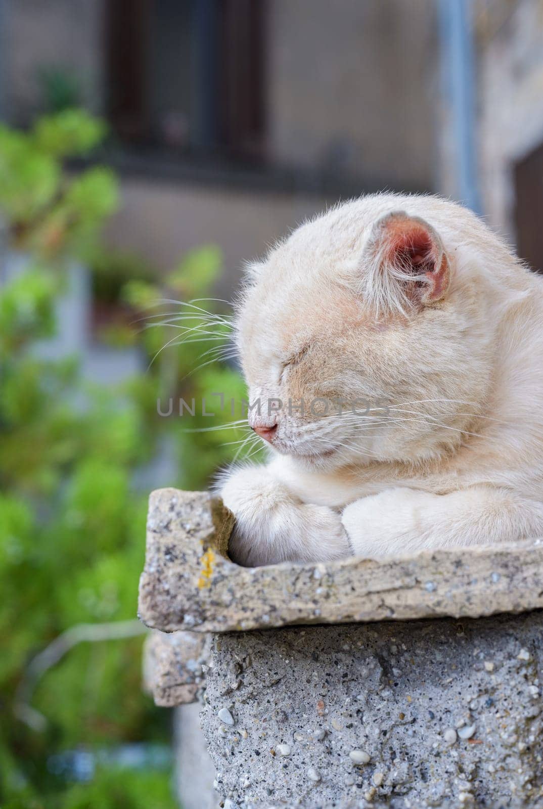 nice big cat sleeping and resting on a wall in an italian village