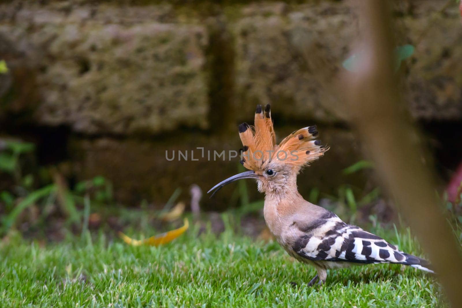 Nice Hoopoe serching food in the garden