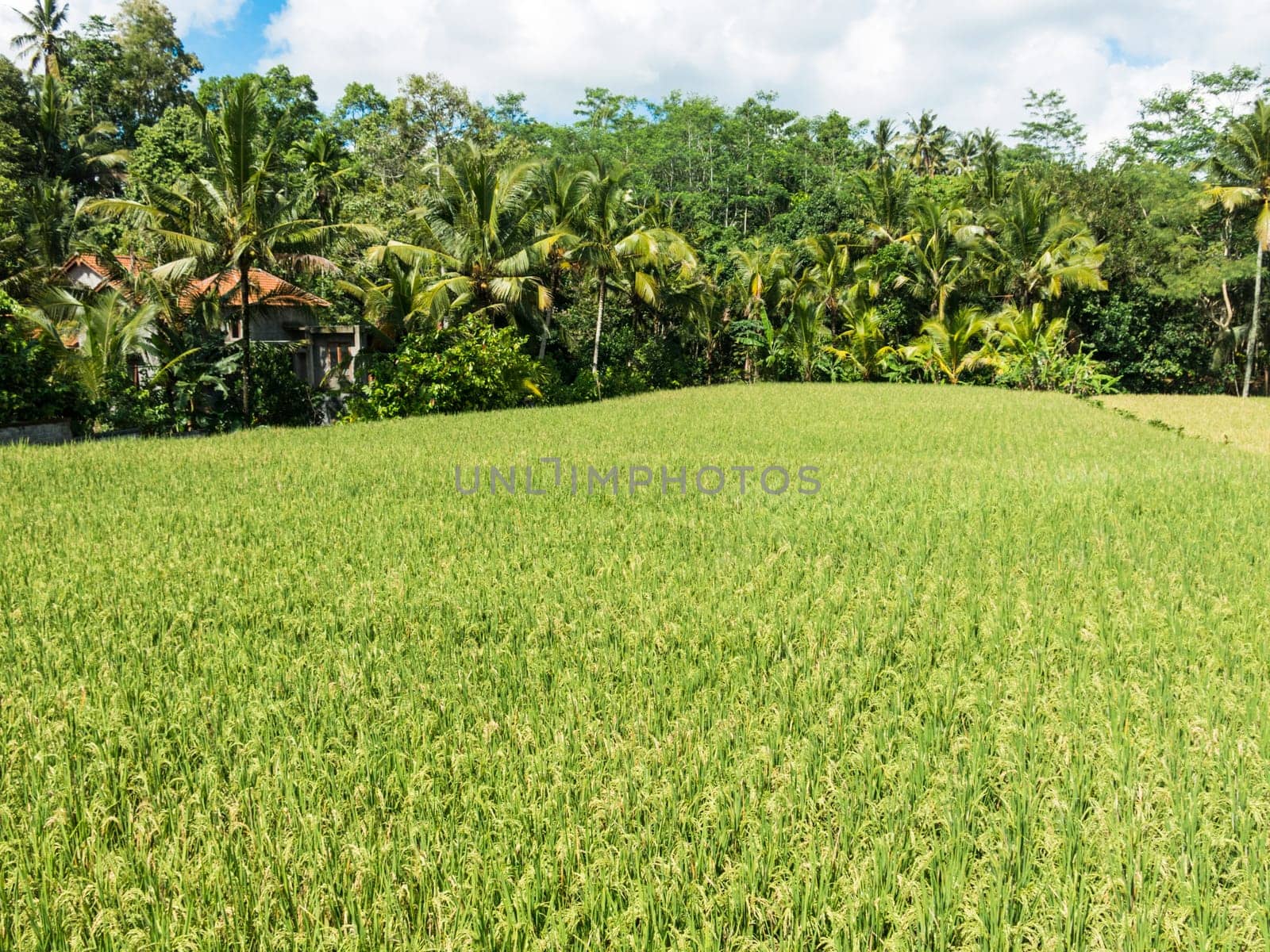 Landscape view of Balinese fields where rice is grown.