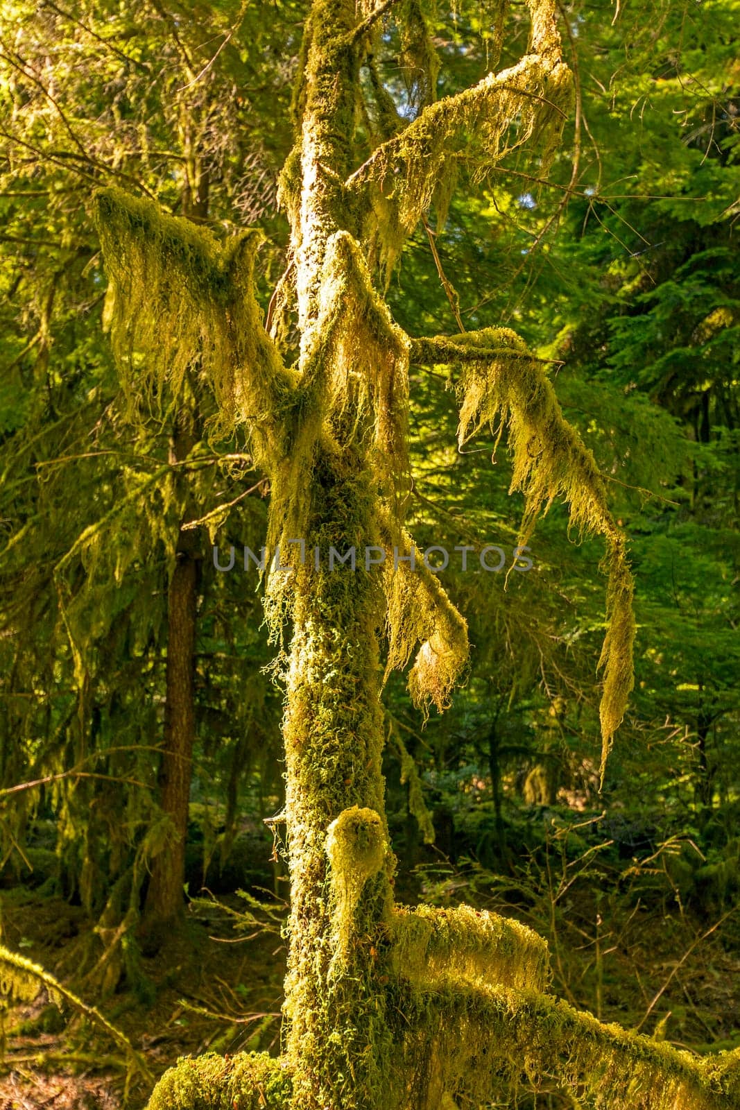 Moss on old growth trees in Strathcona Provincial Park in Canada