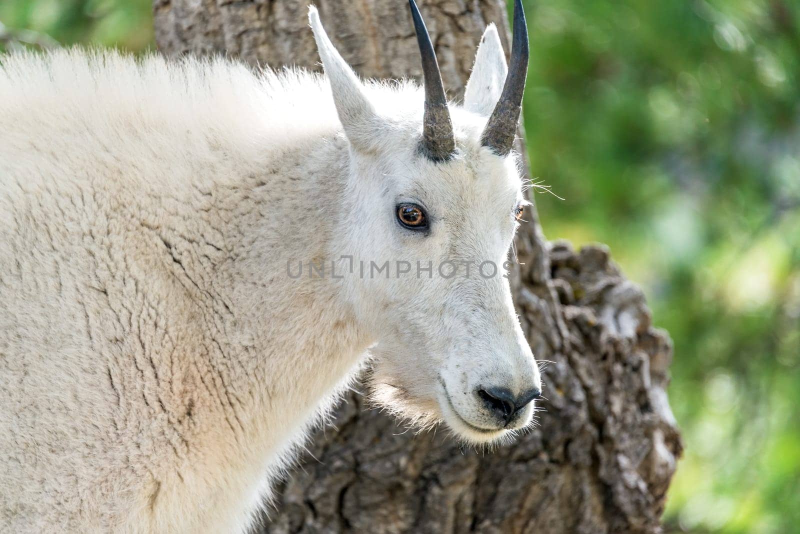 Closeup of the face of a rocky mountain goat in Custer State Park in South Dakota